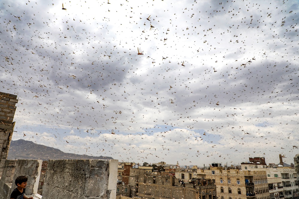 Locusts swarm the sky over theYemeni capital Sanaa on July 28, 2019. (File/AFP)