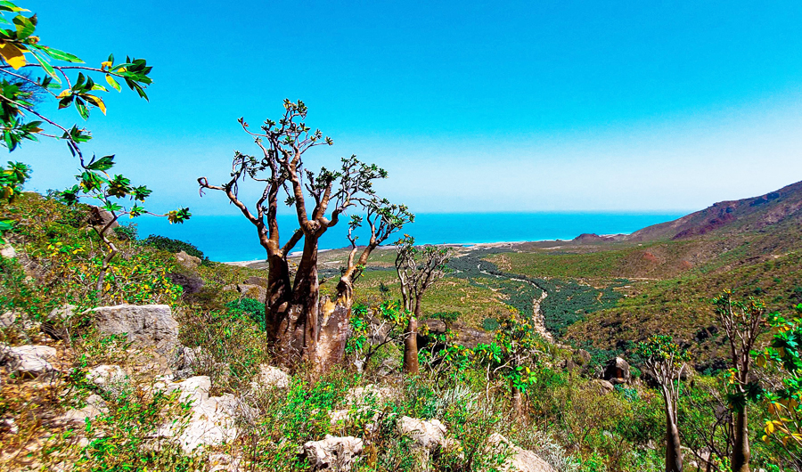 A view of desert rose (Adenium socotranum) plants growing on Di-Hamri mountain in the Yemeni island of Socotra. (AFP)